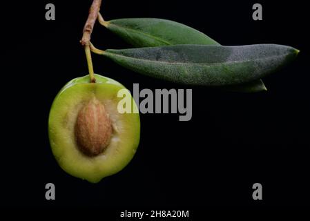 Close-up of a green olive cut in half with the olive stone and pulp against a black background. The olive hangs on a branch with two leaves Stock Photo