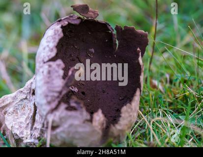 huge mushroom fungi puffball (Lycoperdon perlatum) after spore release Stock Photo