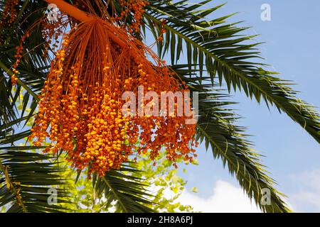 Palm tree with its fruits and leaves can be seen against blue sky background. Stock Photo