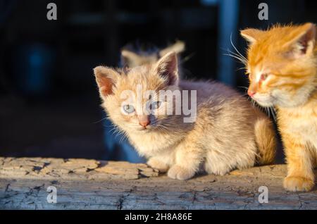 Ginger kittens sit on a wooden doorstep and bask in the morning sun. Offspring of a domestic cat. Life of a cat on a farm. Stock Photo