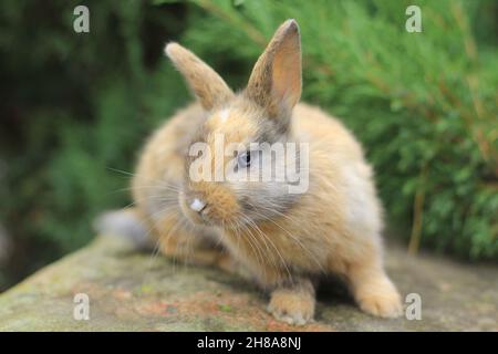 tricolor rabbit with blue eyes sitting on a rock. Stock Photo