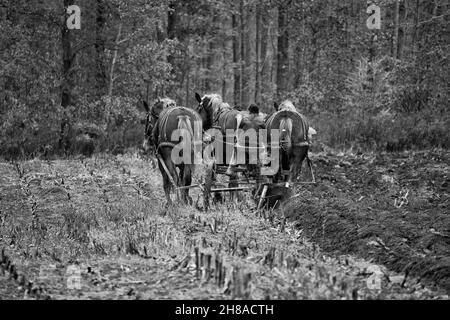 Mennonite Ploughing fields with horses Stock Photo