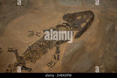 Fossil amphibian, Sclerocephalus hauseri, Permian, Germany Stock Photo