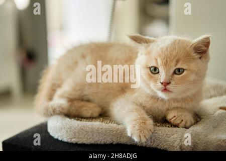 portrait of an adorable short-haired kitten resting on a chair Stock Photo