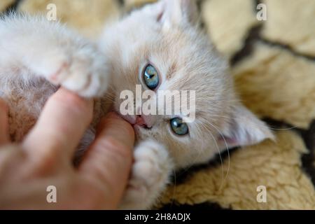 close-up of a cute kitten looking at the camera and playing with a human hand Stock Photo