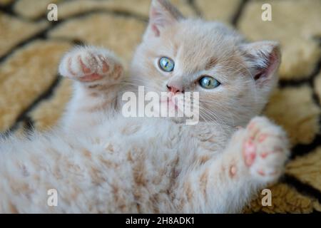 portrait of a cute shorthair ginger kitten lying on his back showing pink paws and looking at the camera Stock Photo