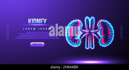kidney, human anatomy, low poly wireframe Stock Vector