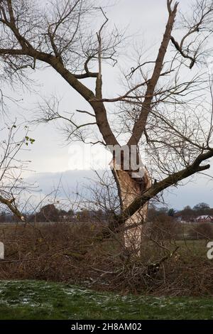 Fallen tree after Storm Arwen November 2021 - Beverley East Yorkshire UK Stock Photo