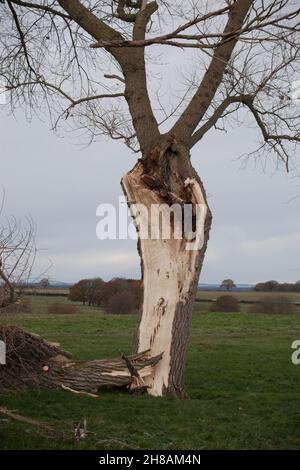 Fallen tree after Storm Arwen November 2021 - Beverley East Yorkshire UK Stock Photo