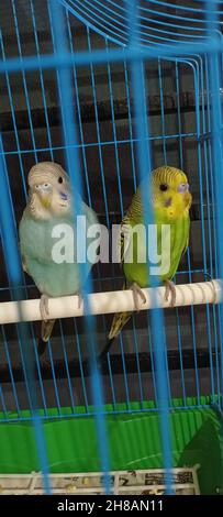A vertical shot of two budgerigars (Melopsittacus undulatus) in the blue cage Stock Photo