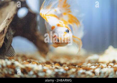 Goldfish in freshwater aquarium with stones. Stock Photo