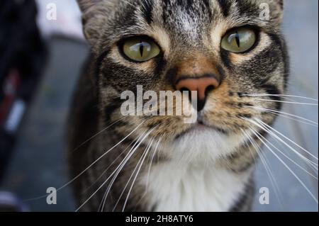 A brown tabby cat with an expression of interest in his green eyes looks straight into the camera on a patio setting with an out-of-focus background. Stock Photo