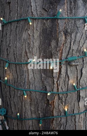Delicate bulbs on green braided wire light the rough bark of a tree trunk. Stock Photo