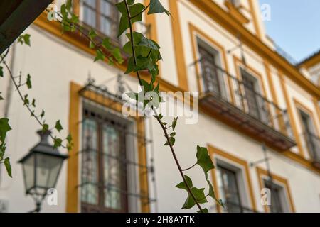Common ivy, also known as ivy, ivy bush, ivy vine, ground ivy, climbing ivy, tree ivy or ivy, hanging on the wall. Stock Photo