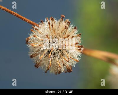 Geometry in nature, a round spherical seed pod hanging onto its stem against a blurred blue green coloured background, in the garden. Stock Photo