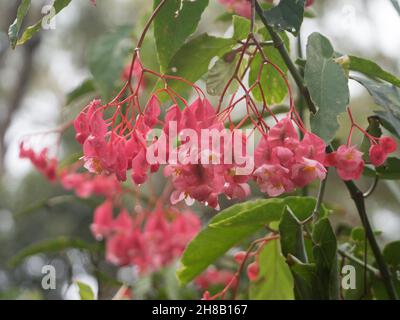 Flowers, pink Angel Wing Begonia flowering and covered in fresh water drops form the rain, blurred leafy green Australian coastal garden background Stock Photo