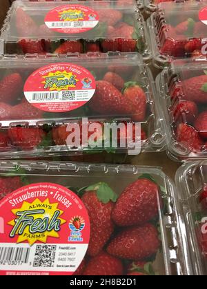 Columbia County, Ga USA - 08 15 21: Cartons of strawberries Stock Photo