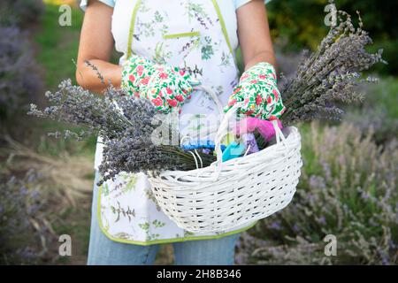 Mid section of woman with lavender bunches in basket in field Stock Photo