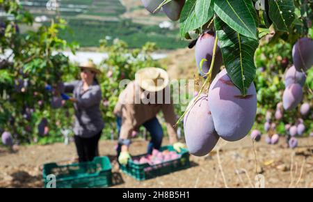 Ripe mangoes hanging on tree branch in fruit garden Stock Photo