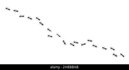 Ants marching in trail searching food. Working ant path isolated in white background. Vector illustration Stock Vector