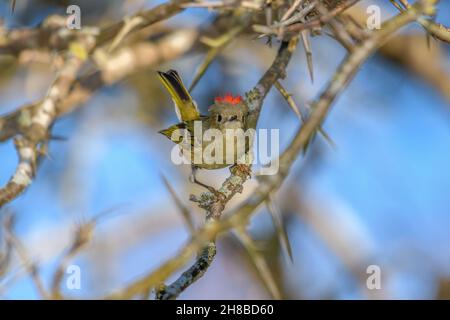 Ruby-crowned Kinglet, Corthylio calendula, Order: Passeriformes, Family: Regulidae Stock Photo