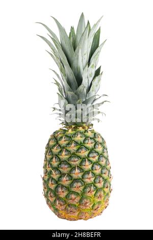 Single whole pineapple isolated on white background. Pineapple with leaves isolate on white. Whole pineapple with green leaves isolated Stock Photo