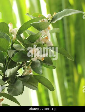 Flowers On Lemon Tree. White blooming lemon citrus pursha. Citrus Flowering Season Stock Photo