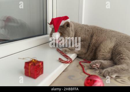 British lilac cat in red Christmas hat lie near Christmas decorations on floor. Stock Photo