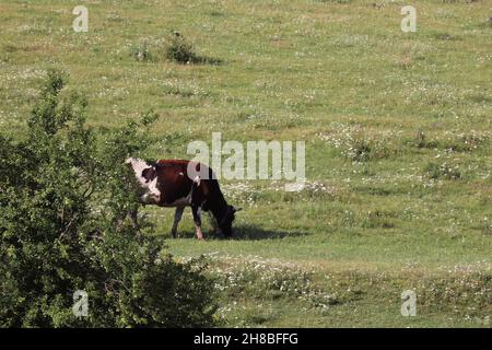 Grazing cow in the field in the spring Stock Photo