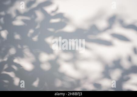 Shadow of leaves tree on white background. Sun day. Overlay, copy space. Soft focus. Stock Photo