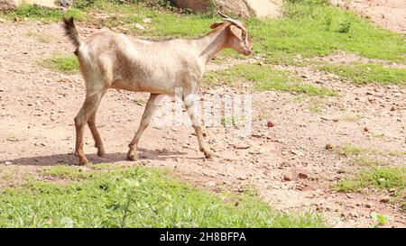 Goat walking on the ground Stock Photo