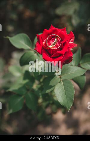 gold wedding rings on a red rose bud Stock Photo