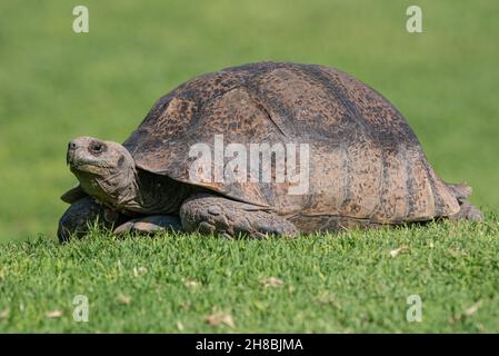 Leopard tortoise (Stigmochelys pardalis) on grass at Port Alfred, Eastern Cape Province, South Africa, 28 November 2021. Stock Photo