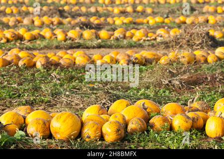 Enclosed Field with row of ripe pumpkins Stock Photo