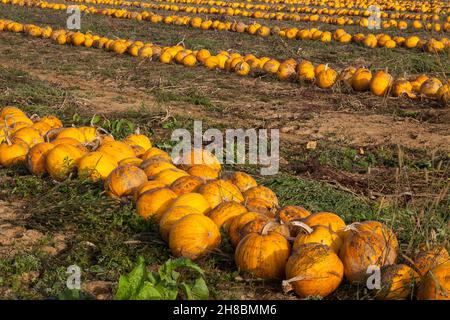 Pumpkins in the harvest Stock Photo