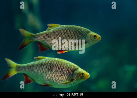 Underwater detail of a Common Rudd at sea. Scardinius erythrophthalmus fish swimming under water in deep ocean provides a glimpse of the aquatic life Stock Photo