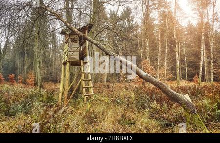 Hunting pulpit damaged by a fallen tree in a forest. Stock Photo