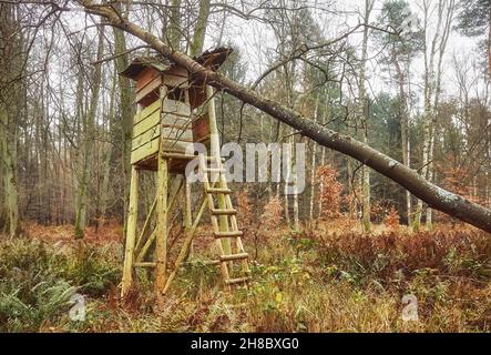 Hunting pulpit damaged by a fallen tree in a forest. Stock Photo