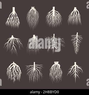 Root system. Wooden roots from tree botanical plants symbols creep forest recent vector illustrations collection Stock Vector