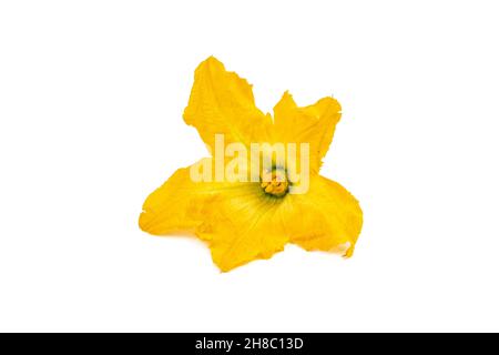 fresh and healthy zucchini flower on white background Stock Photo