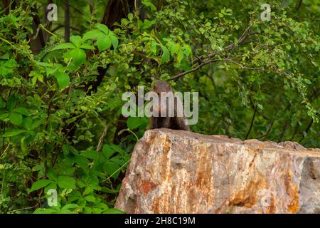 Indian grey mongoose or Herpestes edwardsii pair in action on a big rock doing love making or mating behavior in natural green during jhalana safari Stock Photo