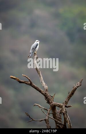 black winged shouldered kite or elanus caeruleus bird portrait or small raptor and hunter perched high on tree trunk during winter migration at forest Stock Photo