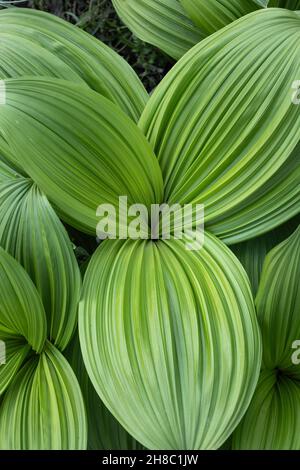 Veratrum nigrum L. or the black false hellebore, perennial flowering plant in the family Melanthiaceae. Stock Photo