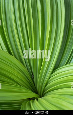 Veratrum nigrum L. or the black false hellebore natural pattern, perennial plant in the family Melanthiaceae. Stock Photo