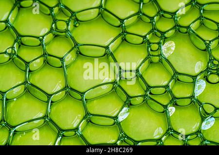 Neon green oil or serum background with bubbles. Top view Stock Photo