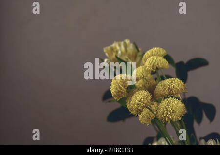 Yellow chrysanthemums and lilies. Bouquet of beautiful delicate flowers against a beige background. Tinted photo. Close up. Selective focus. Stock Photo