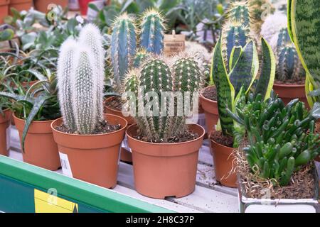 Various green cactus plant with spikes in small pots in garden shop. Cacti sold in greenhouse. Stock Photo