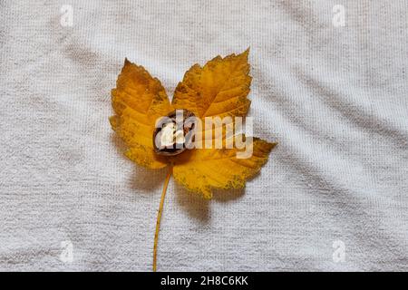 Yellow fallen leaf and half a walnut in a shell on white background. Autumn season concept. Close up and copy space Stock Photo