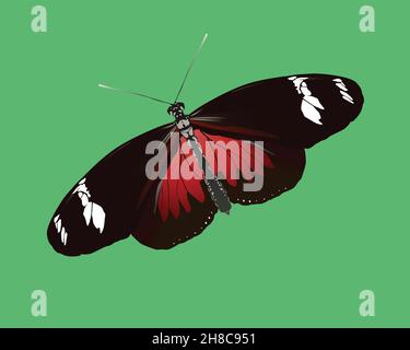 A vector illustration of a Doris longwing butterfly. The insect is depicted on a green background and is slightly slanted. Stock Vector