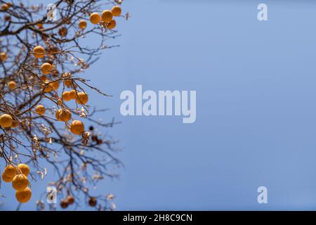 Concept of diseases of citrus trees and poor ecology. Orange fruits hang on dry branches without leaves against blue sky. Copy space Stock Photo